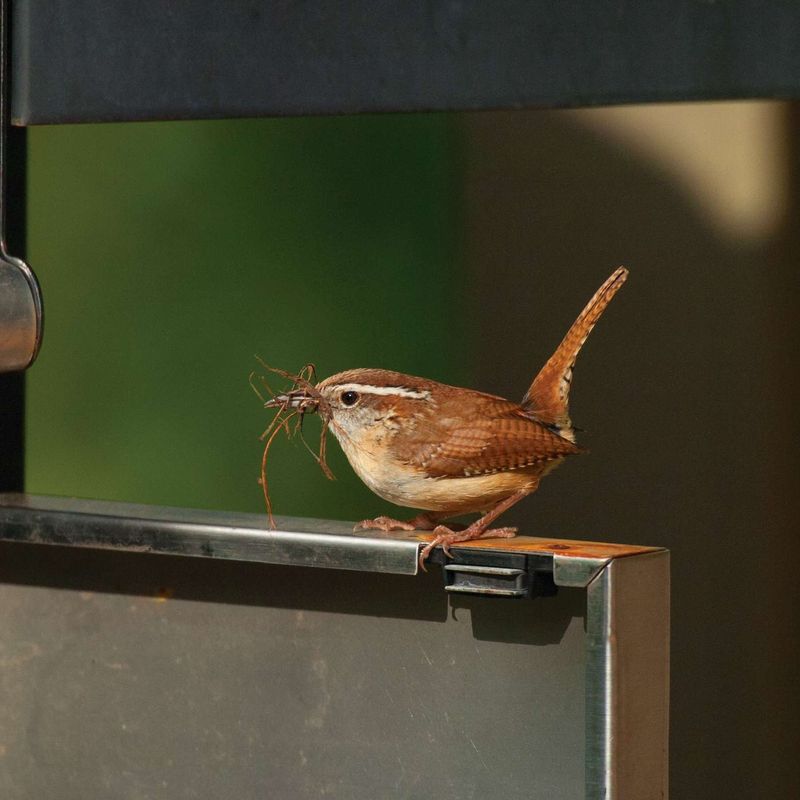 Poking Is Different From Nest Building