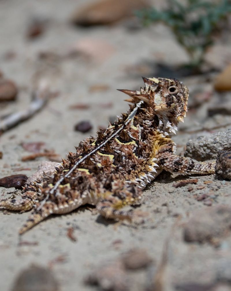 Document the Visit Without Disturbing the Lizard