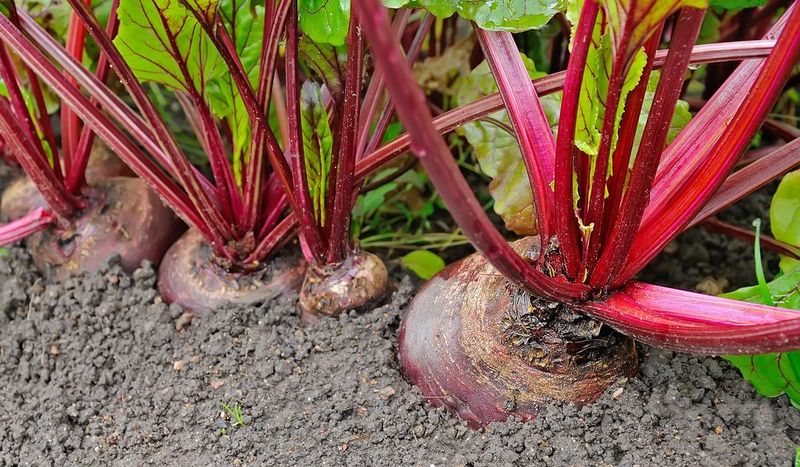Harvest by Root Size, Not by an Exact Date