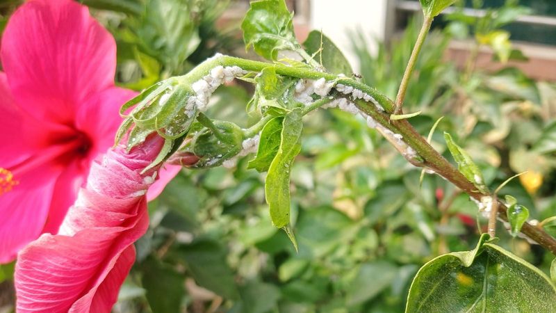 Check Nutrition, Pests, And Flowering Expectations