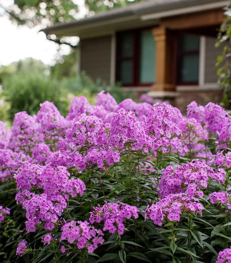 Enjoy The Classic Charm Of Garden Phlox