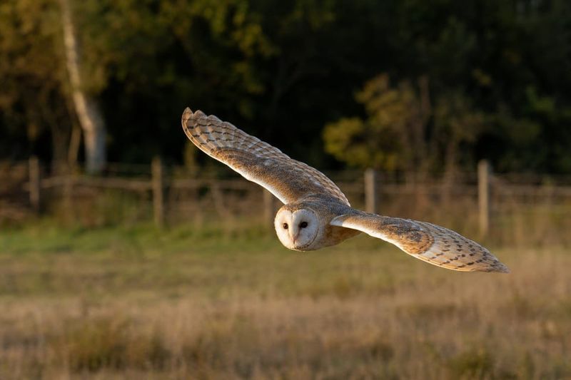 Let the Owl Help as One Layer