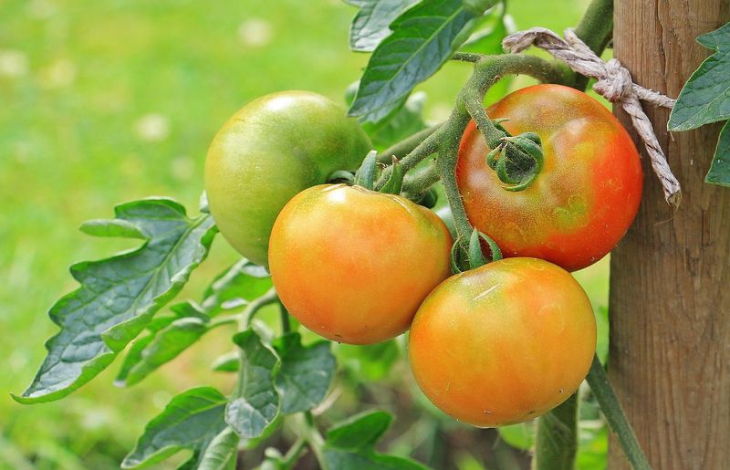 Expect a Ripening Tradeoff, Then Bring In the Crop