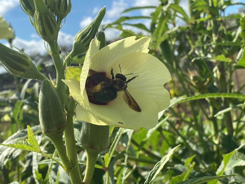 Okra Blooms Are A Beacon For Pollinators