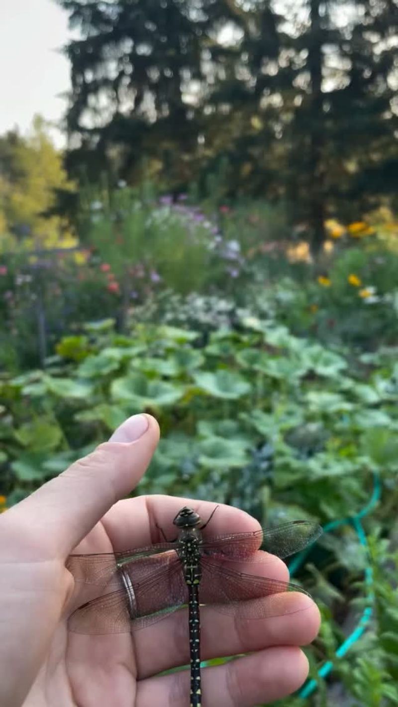 Your Yard, Reclaimed And Genuinely Alive