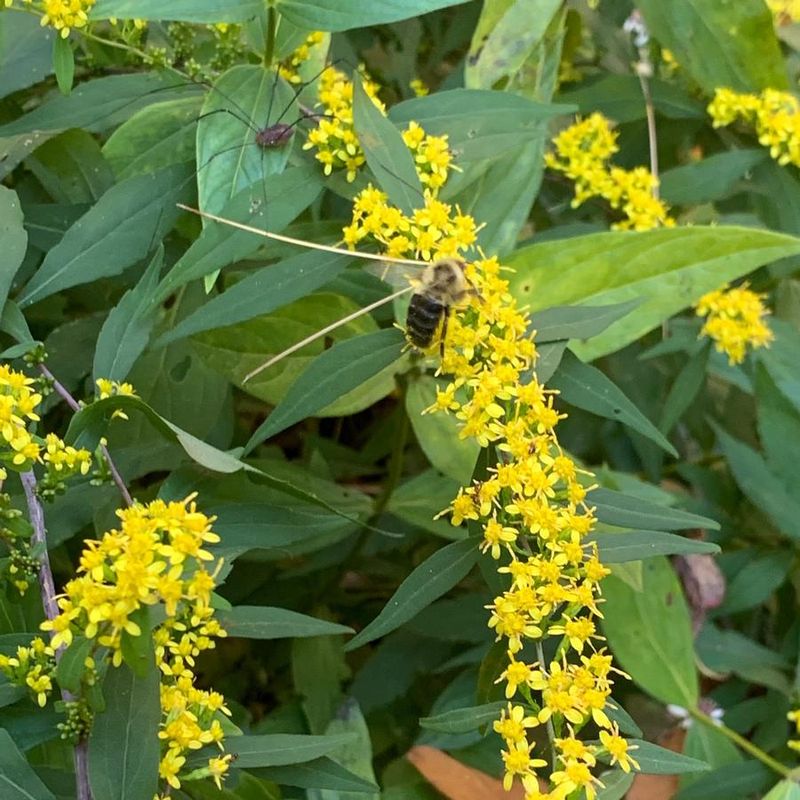 Blue-Stemmed Goldenrod Behaves In A Small Yard