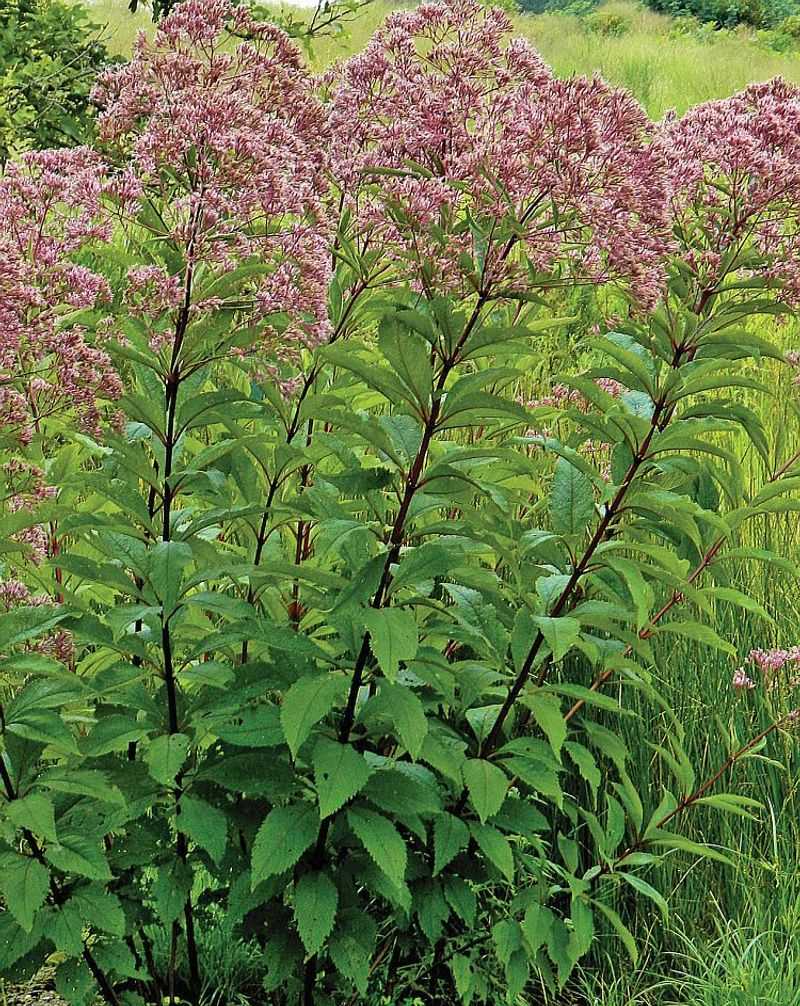 Joe Pye Weed Offers Tall Perches For Hunting