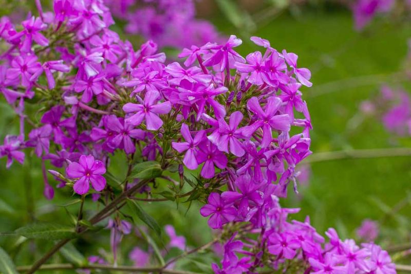 Garden Phlox Explodes With Summer Color