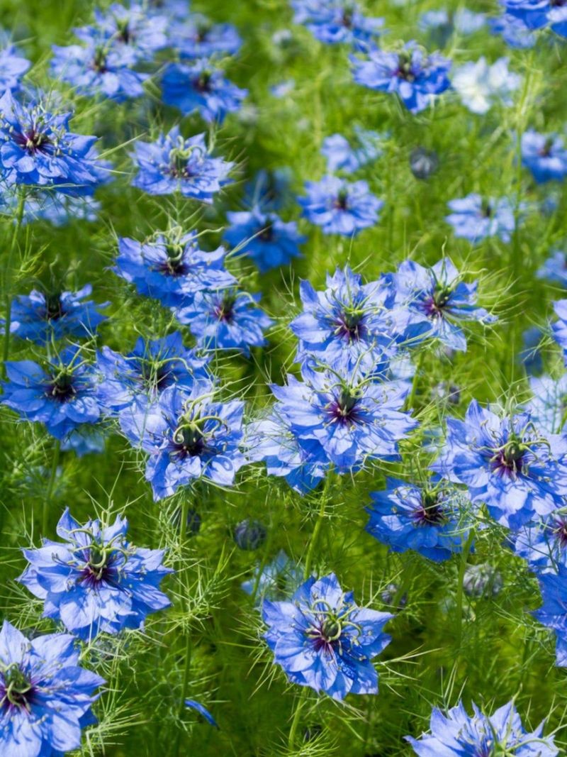 Nigella Sows Itself Into A Blue Spring Haze