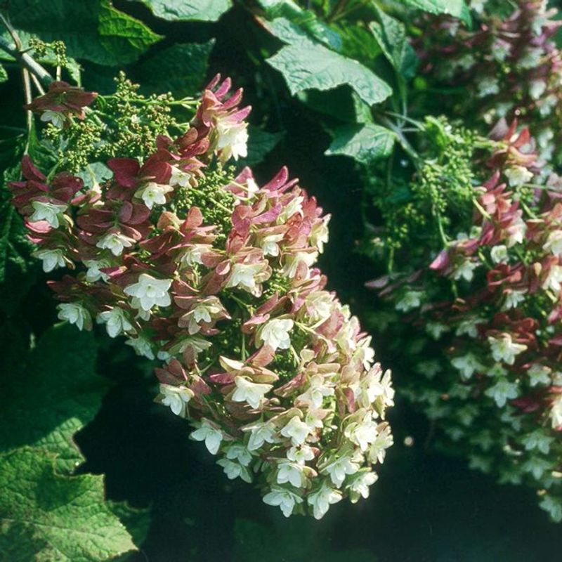 Oakleaf Hydrangea Delivers Four Full Seasons