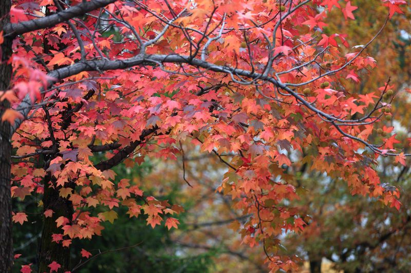 Red Maple Brings Real Fall Color