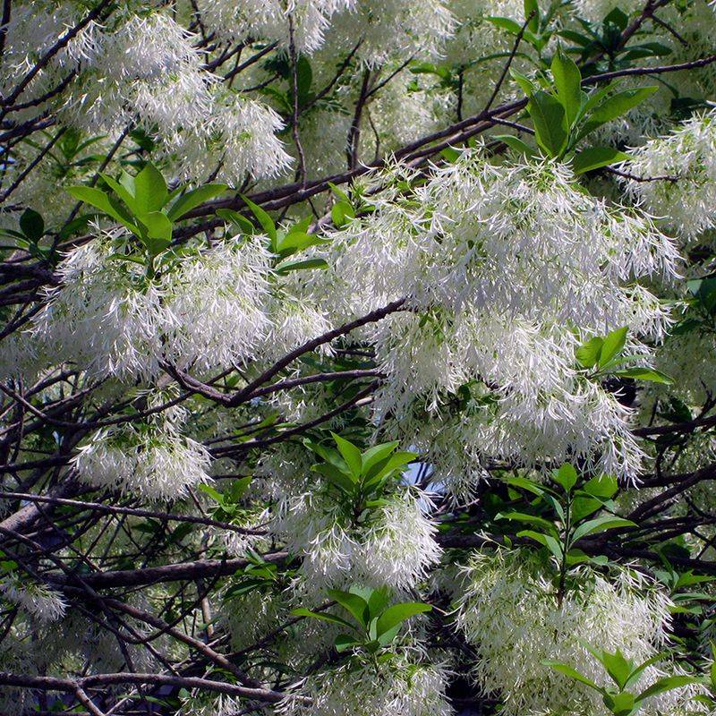 American Fringetree Delivers Cloud-Like Beauty