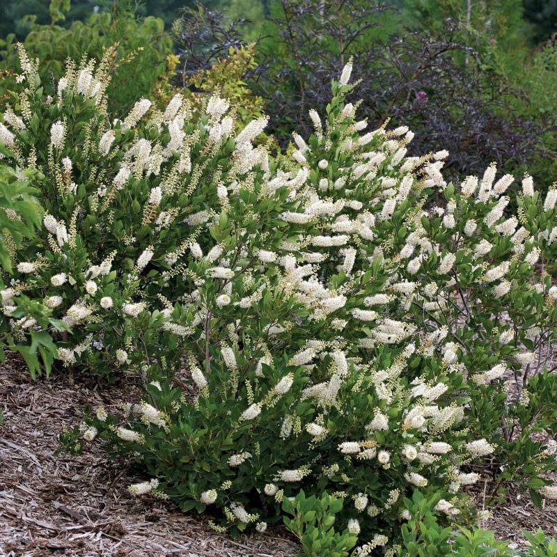 Summersweet And Buttonbush Give Adults A Place To Perch