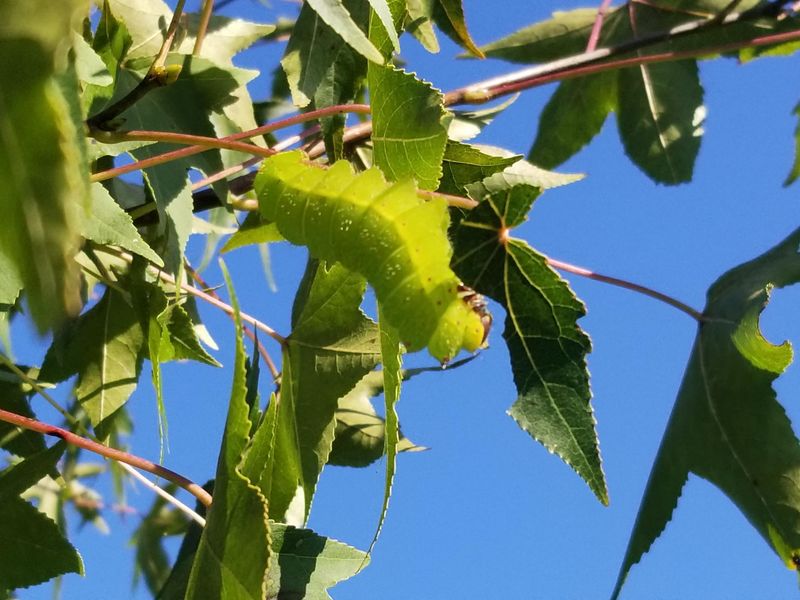 The Caterpillar Stage Makes The Tree Useful