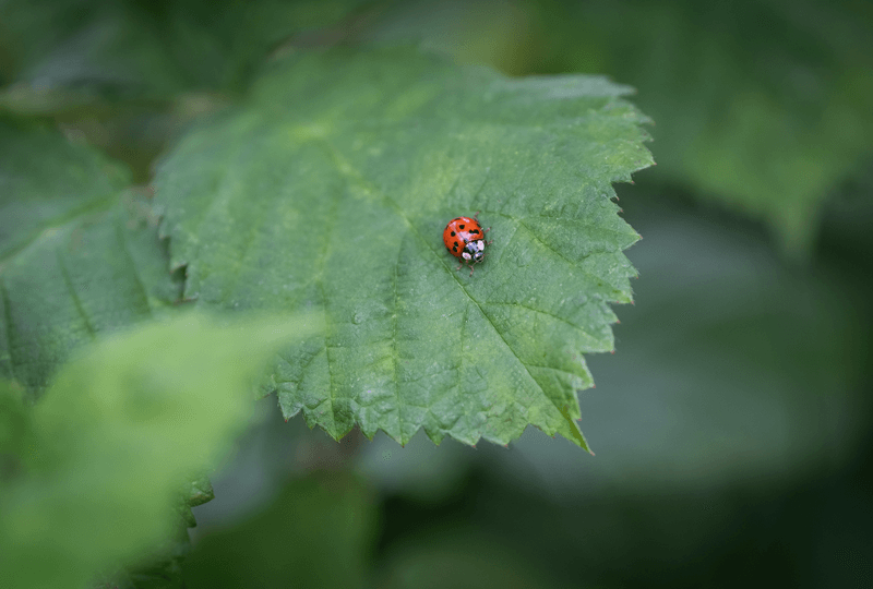 Protecting Your Yard With Nature's Own Pest Control