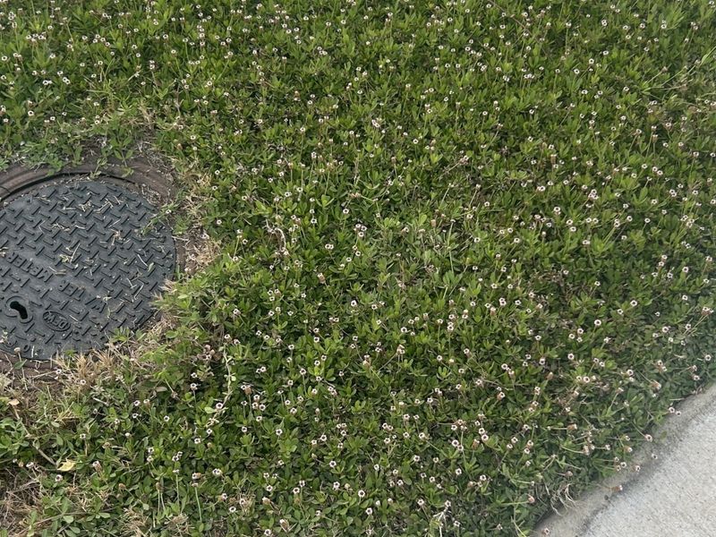 Frogfruit Offers A Ground Level Sanctuary