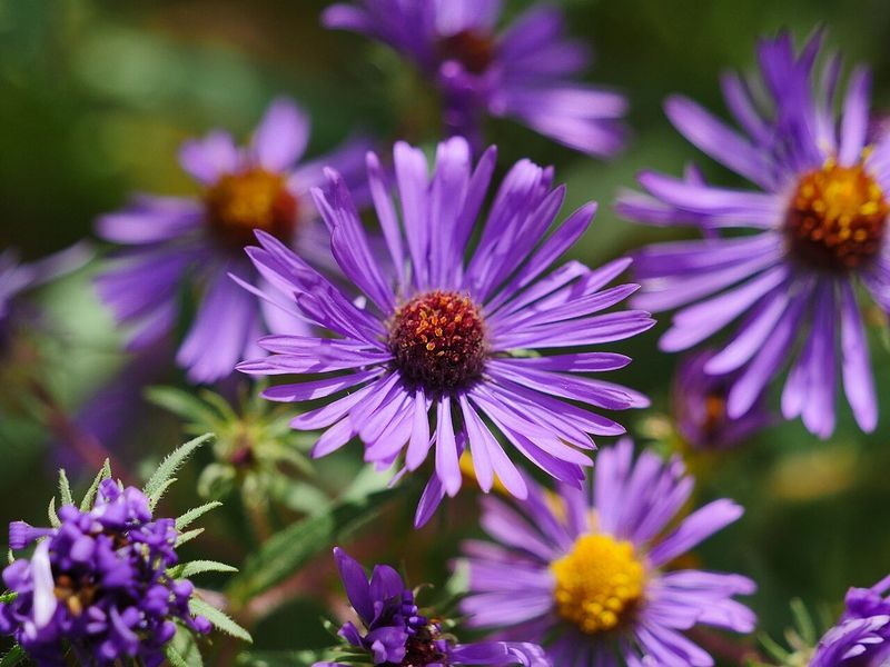 New England Aster