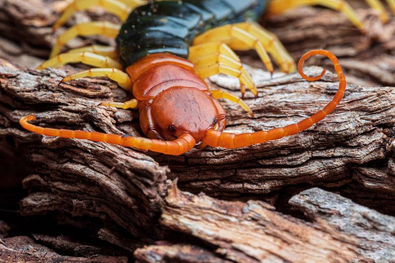 Multilegged Centipedes Are On The Menu