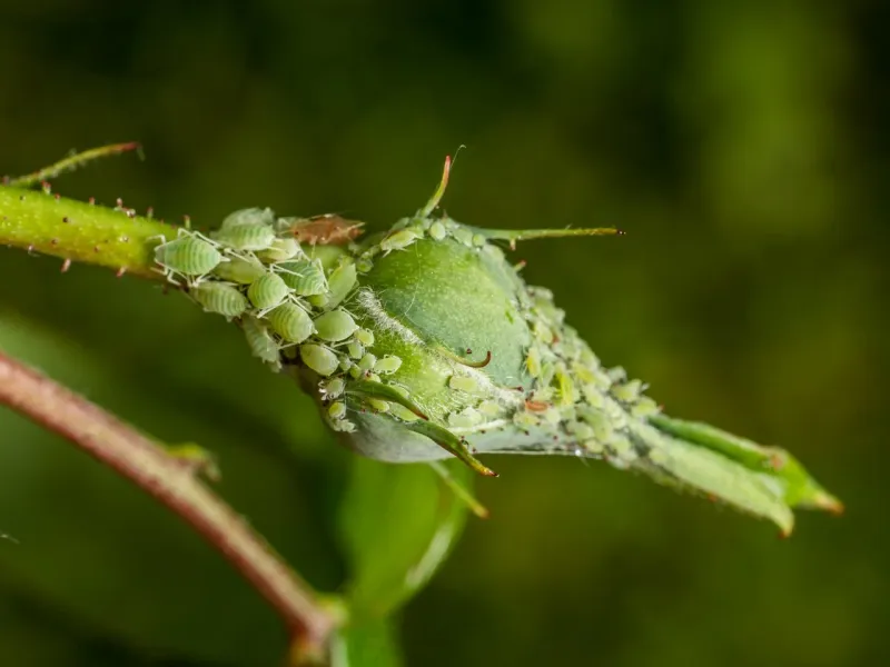 Watch for Pests Before They Steal the Show