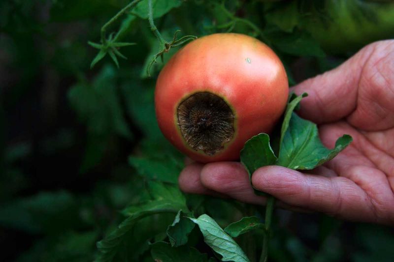 Protect Roots And Remove Damaged Fruit