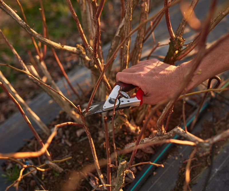 Wait For Dormant-Season Pruning