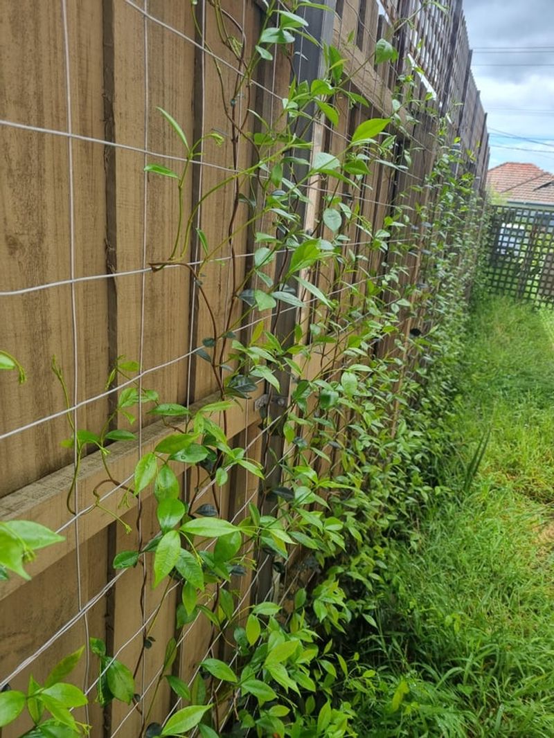 Build the Fence Plan Before Planting
