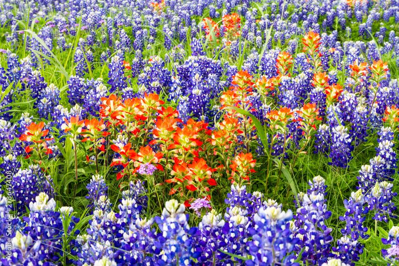 Indian Paintbrush Dances With Bluebonnets When Sown Early