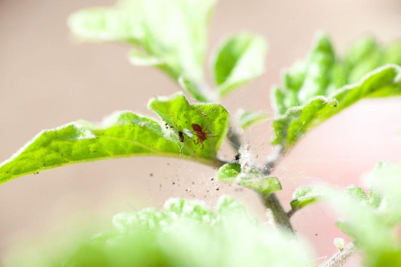 Scout New Growth Before You Spray