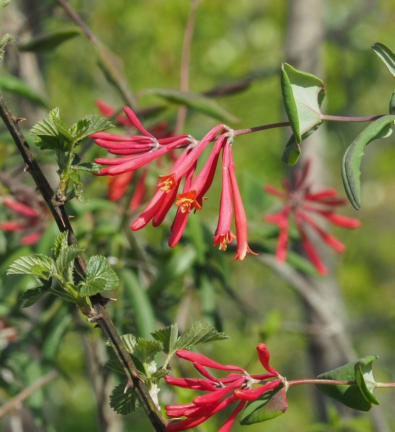 Coral Honeysuckle Offers Long-Lasting Vine Color