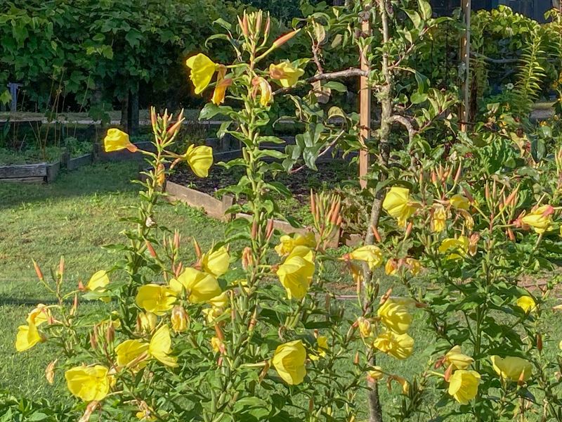 Evening Primrose For Nocturnal Moth Patrol