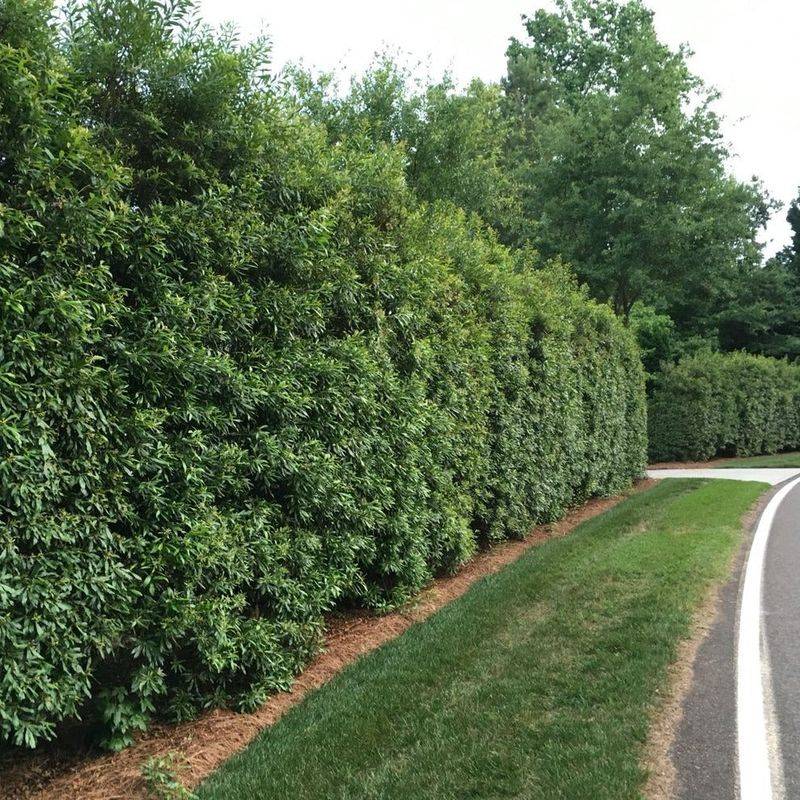 Evergreen Wax Myrtle Gives You Year-Round Privacy