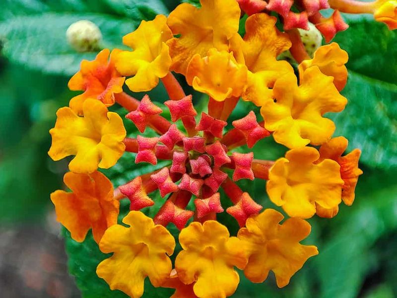 The Likely Plant Is Texas Lantana