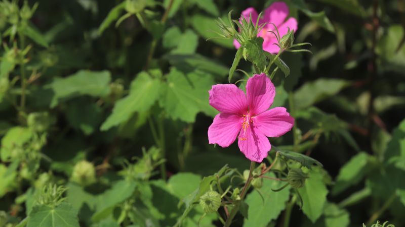 Rock Rose Opens Fresh Every Morning