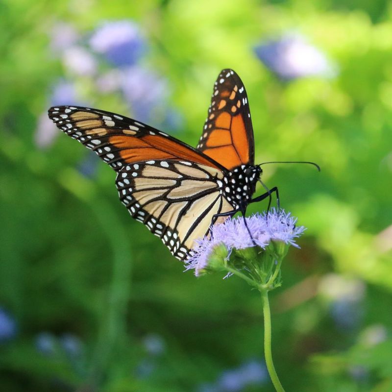 Gregg's Mistflower Creates A Butterfly Haven