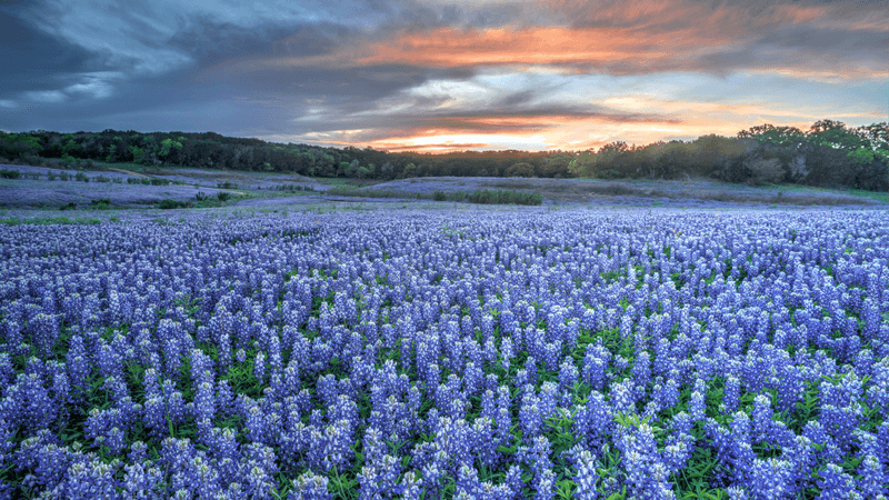 Bluebonnets Paint The Landscape Each Spring