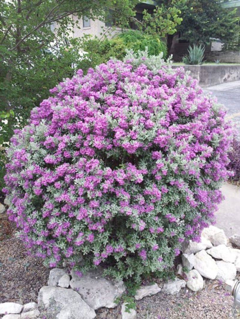 Texas Sage Offers Silver Splendor And Purple Pop