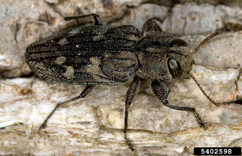 The Evidence Does Not Show A New Texas Oak-Borer Invasion