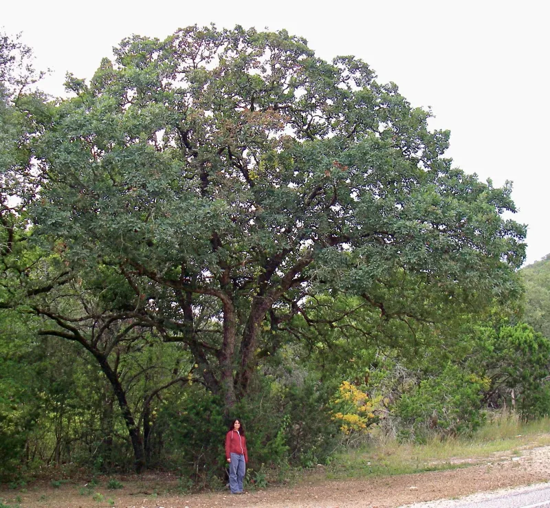 Lacey Oak Stands Strong Against Oak Wilt And Heat