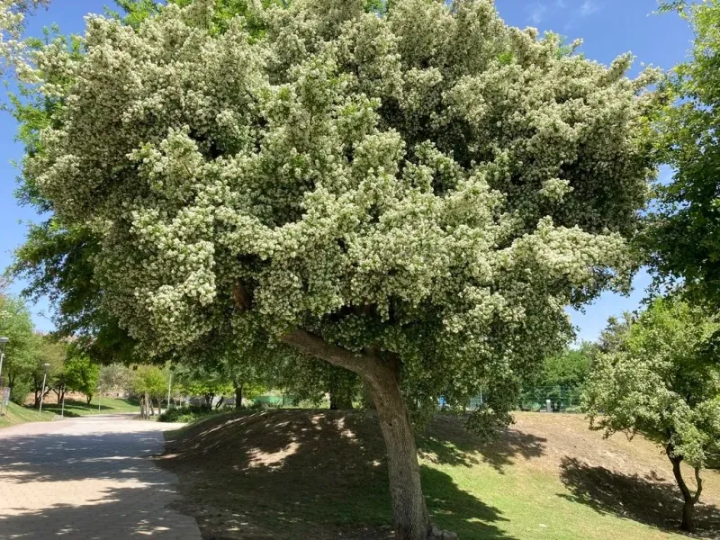 Anacua Provides Fragrant Flowers And Abundant Edible Fruit