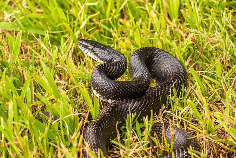Meet Texas’s Likely Barn Predator