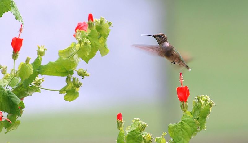 Turk's Cap A Hummingbird Haven, Texas Tough