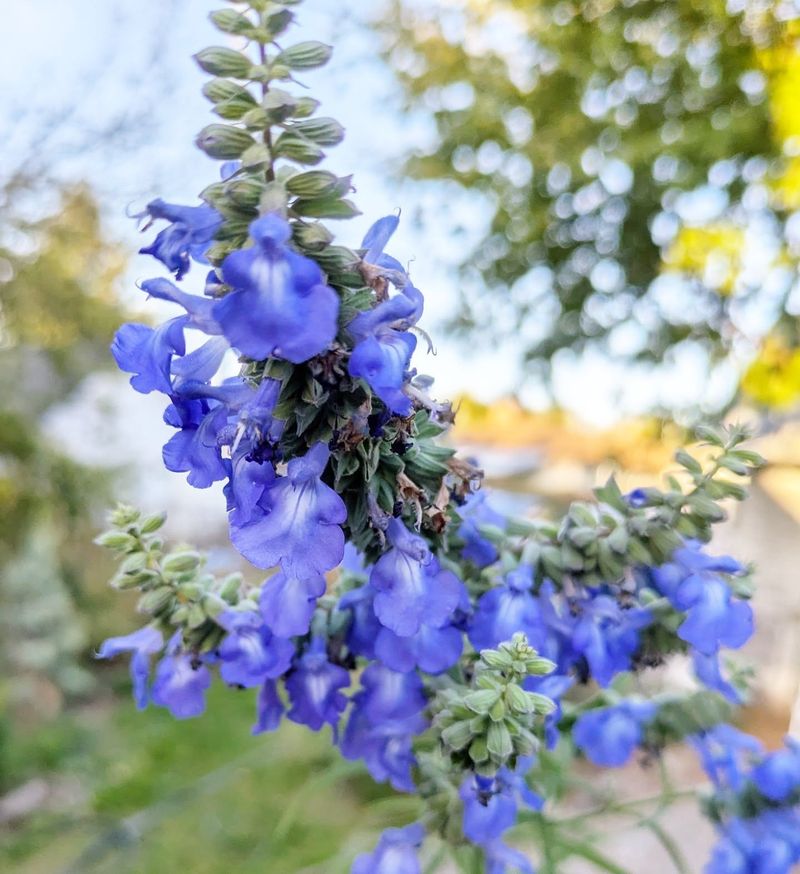 Blue Salvia Pentachaeta Loves Alkaline Ground