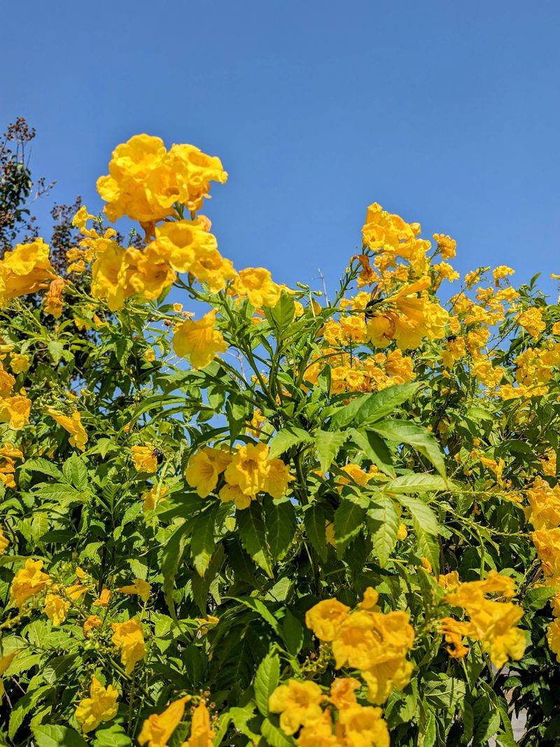 Esperanza Offers Golden Sunshine All Summer