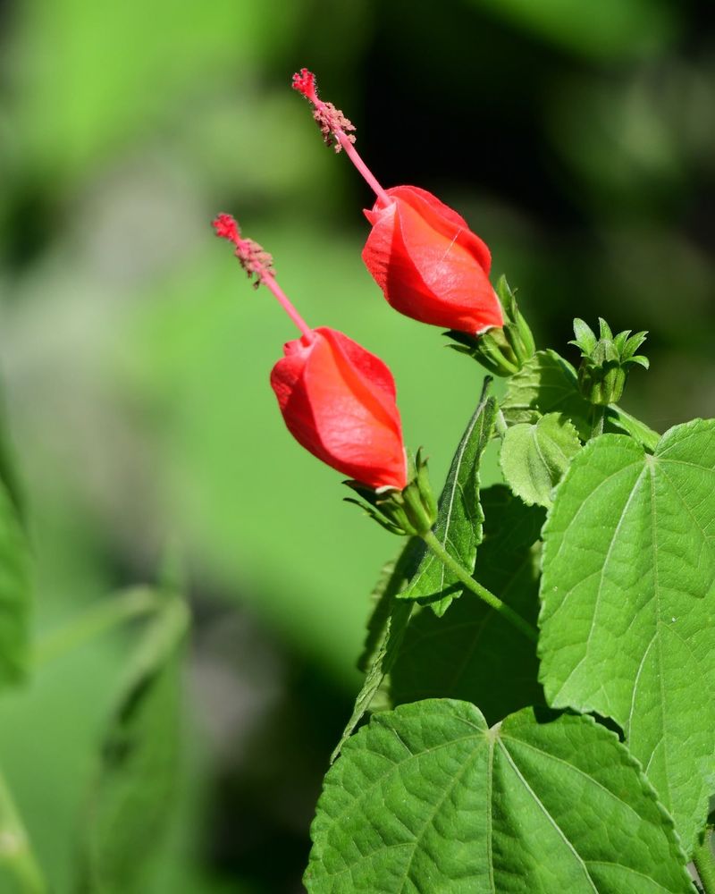 Turk's Cap Brings Summer Hummingbird Joy