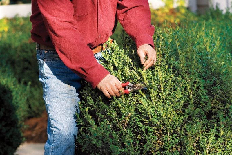 Pruning Is Your Real Secret Weapon