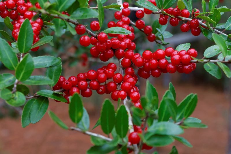 Yaupon Holly Provides Evergreen Privacy Year-Round