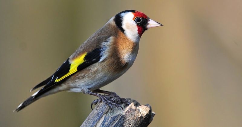 Why Does the Goldfinch Feel Symbolic?
