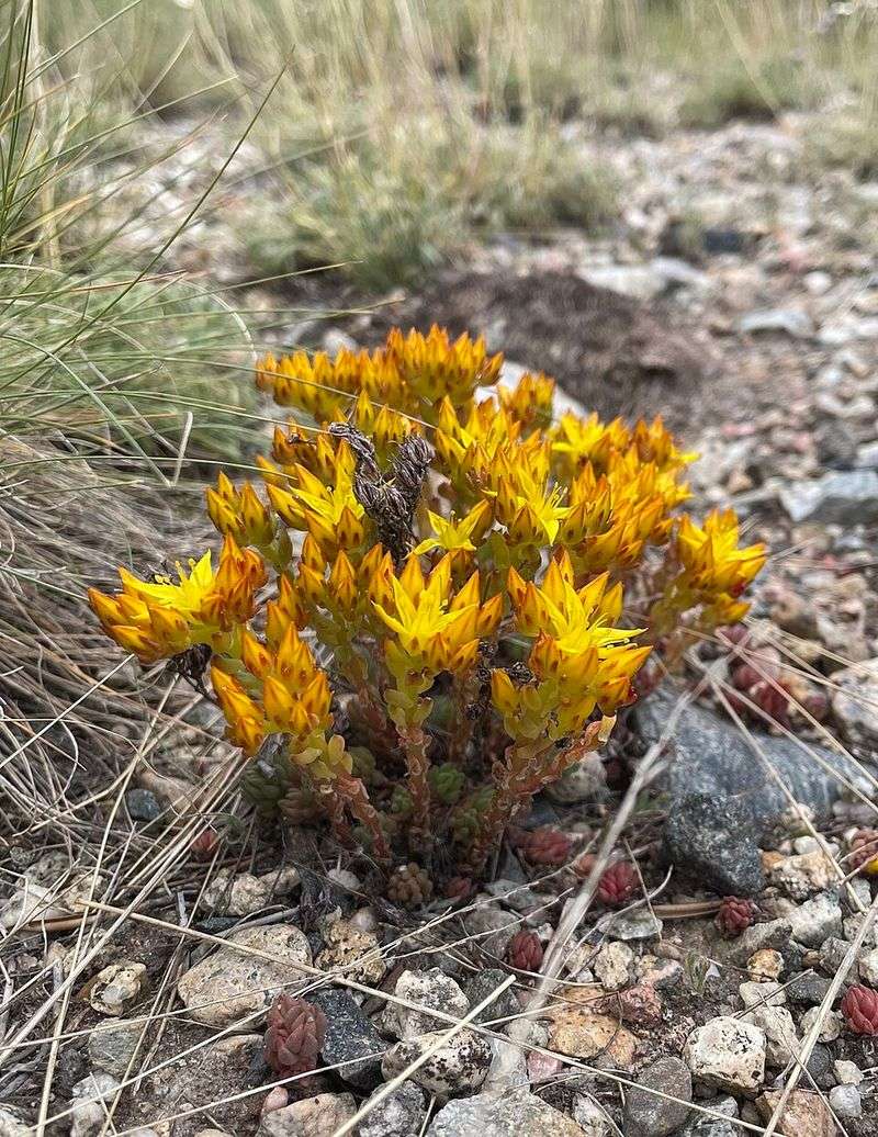 Sedum Nuttallianum Handles Rock And Caliche