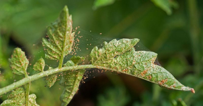 Spider Mites Can Steal the Show