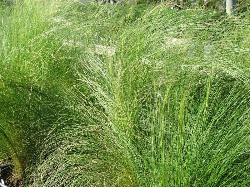 The Grass May Be Mexican Feather Grass